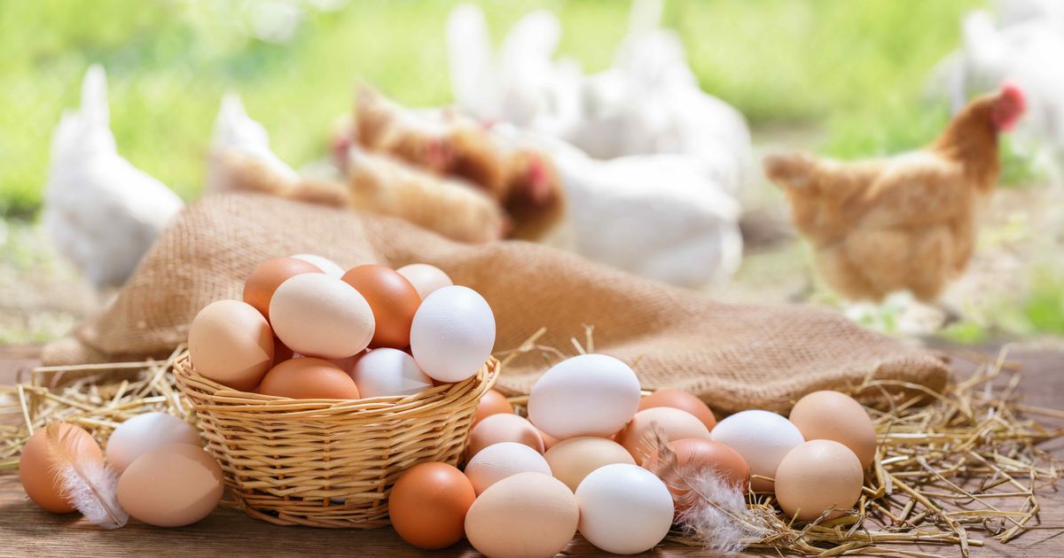 Science has settled the debat, we now know whether the chicken or the egg came first.