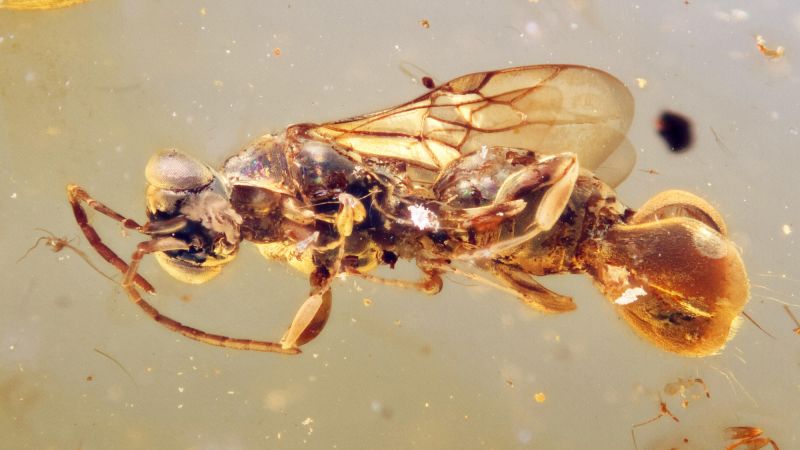 ⁣Bizarre wasp preserved in amber flew among dinosaurs
