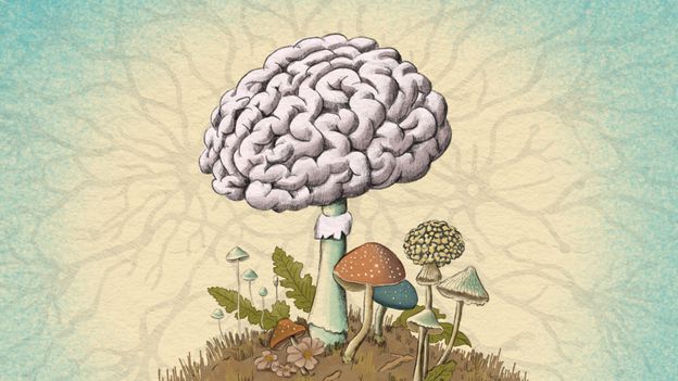 Our body is a mosaic of fungi. Some scientists think they could be influencing our brain