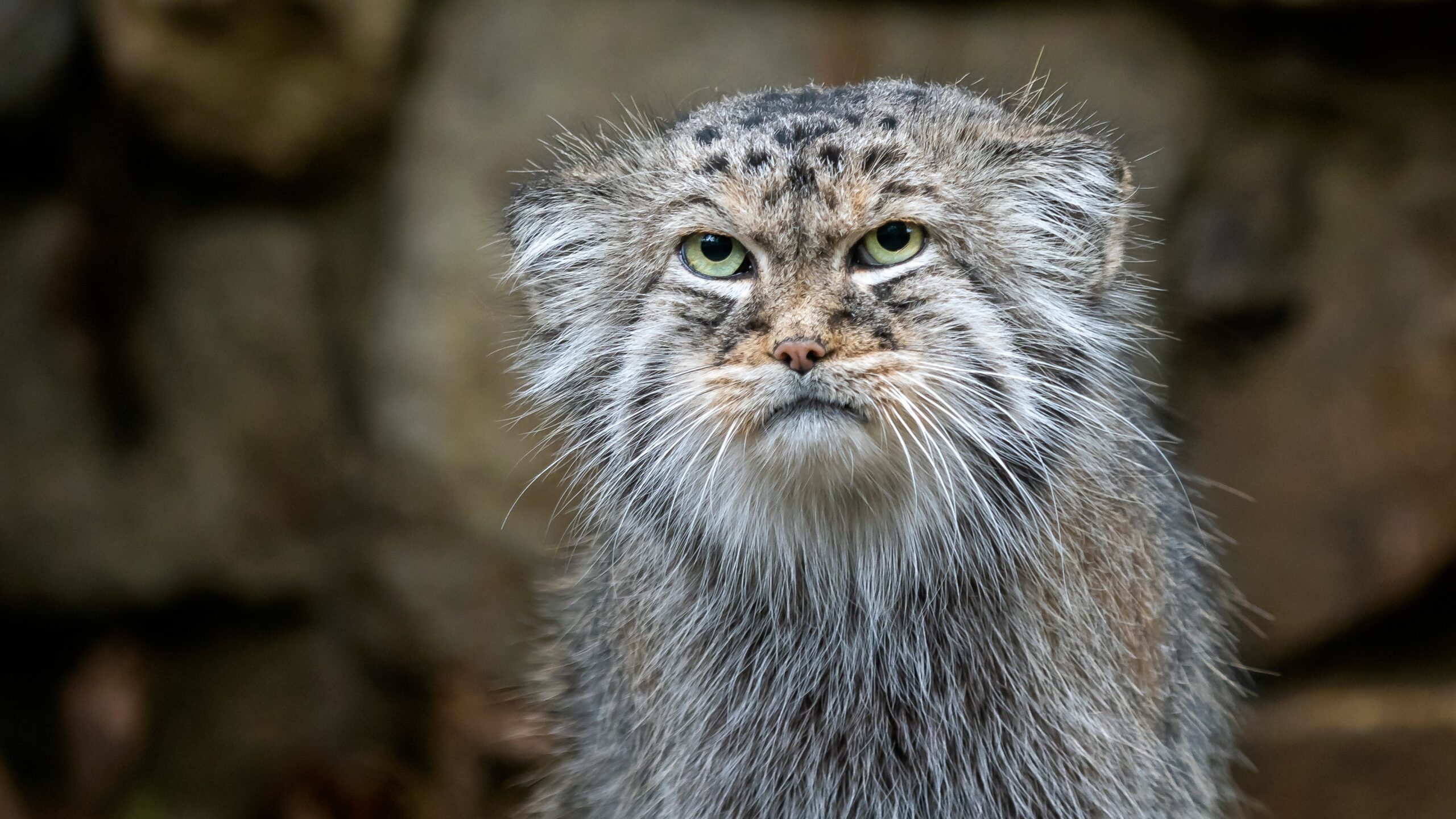 Pallas's cat: One of the world's oldest felines that stands on its bushy tail to keep its paws warm