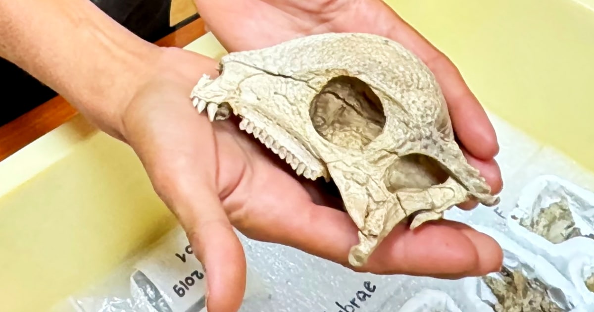 Oldest and most complete fossil of a dome-headed dinosaur is found in Mongolia
