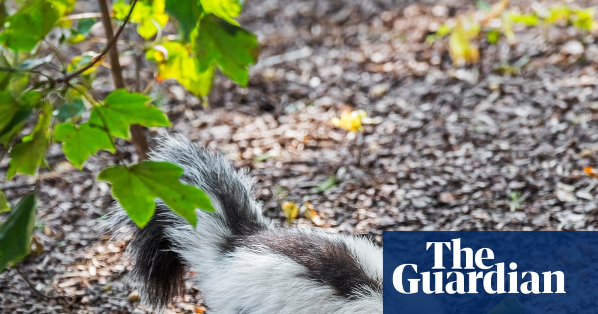 Man dies of rabies after kidney transplant from donor who saved kitten from skunk | Michigan